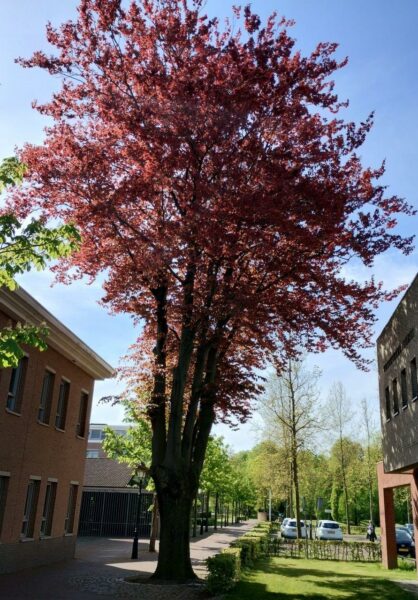 De beukenboom aan het kloosterpad tussen het gemeentehuis en De Muzenval in 2023. Foto Winfried Thijssen (2023-05).